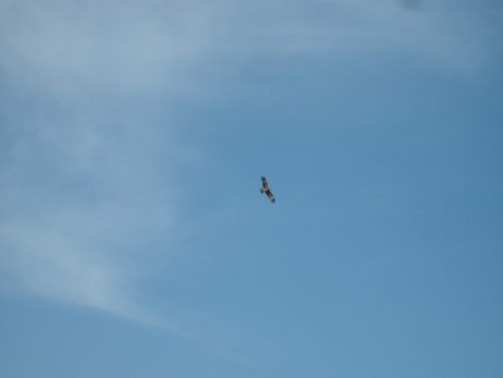 Bird of prey on the sky Bird of prey on the sky