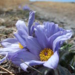 Photo of blossom in mongolian steppe