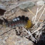 Caterpillar in mongolian steppe