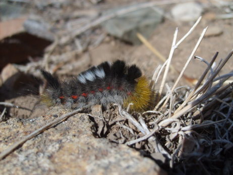 Caterpillar in mongolian steppe Caterpillar in mongolian steppe