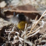 Caterpillar in mongolian steppe