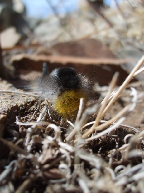 Caterpillar in mongolian steppe Caterpillar in mongolian steppe