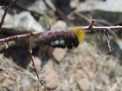 Caterpillar in mongolian steppe Caterpillar in mongolian steppe