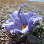 Blossom in mongolian steppe