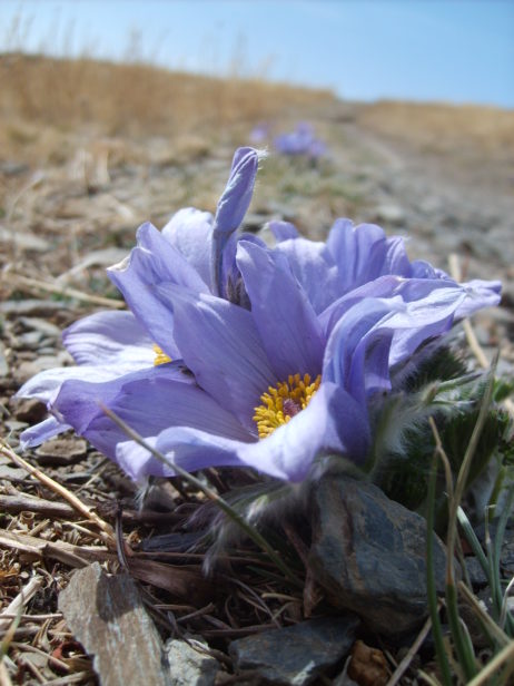 Blossom in steppe Blossom in steppe