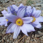 Blossom in steppe