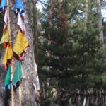 Shamanic tree in Mongolia Shamanic tree in Mongolia