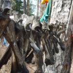 Detail of bones, shamanic place in Mongolia