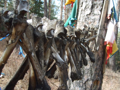 Detail of bones, shamanic place in Mongolia Detail of bones, shamanic place in Mongolia