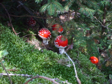 Photo of fly agaric mushroom Photo of fly agaric mushroom