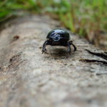Picture of Beatle on the wood