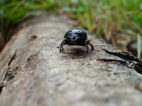 Picture of Beetle Picture of Beetle
