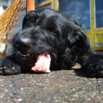 Black dog eating meat Black dog eating meat
