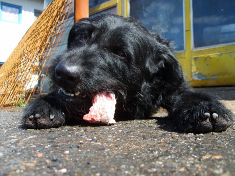 Black dog eating meat Black dog eating meat
