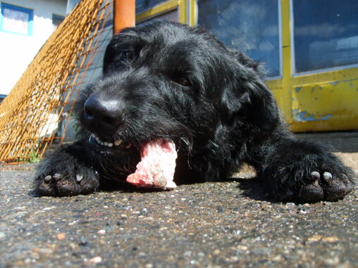 Swart hond wat vleis eet