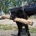 Black dog with a stick Black dog with a stick