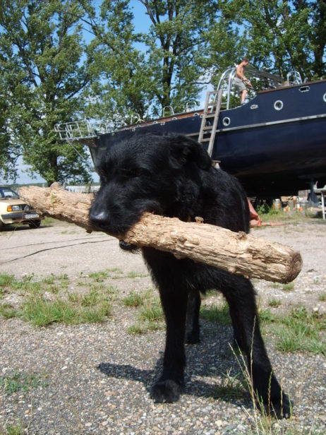 Black dog with a stick Black dog with a stick