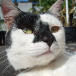 Black and white cat