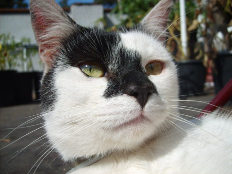 Black and white cat Black and white cat
