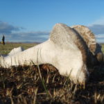 Photo of cow bone