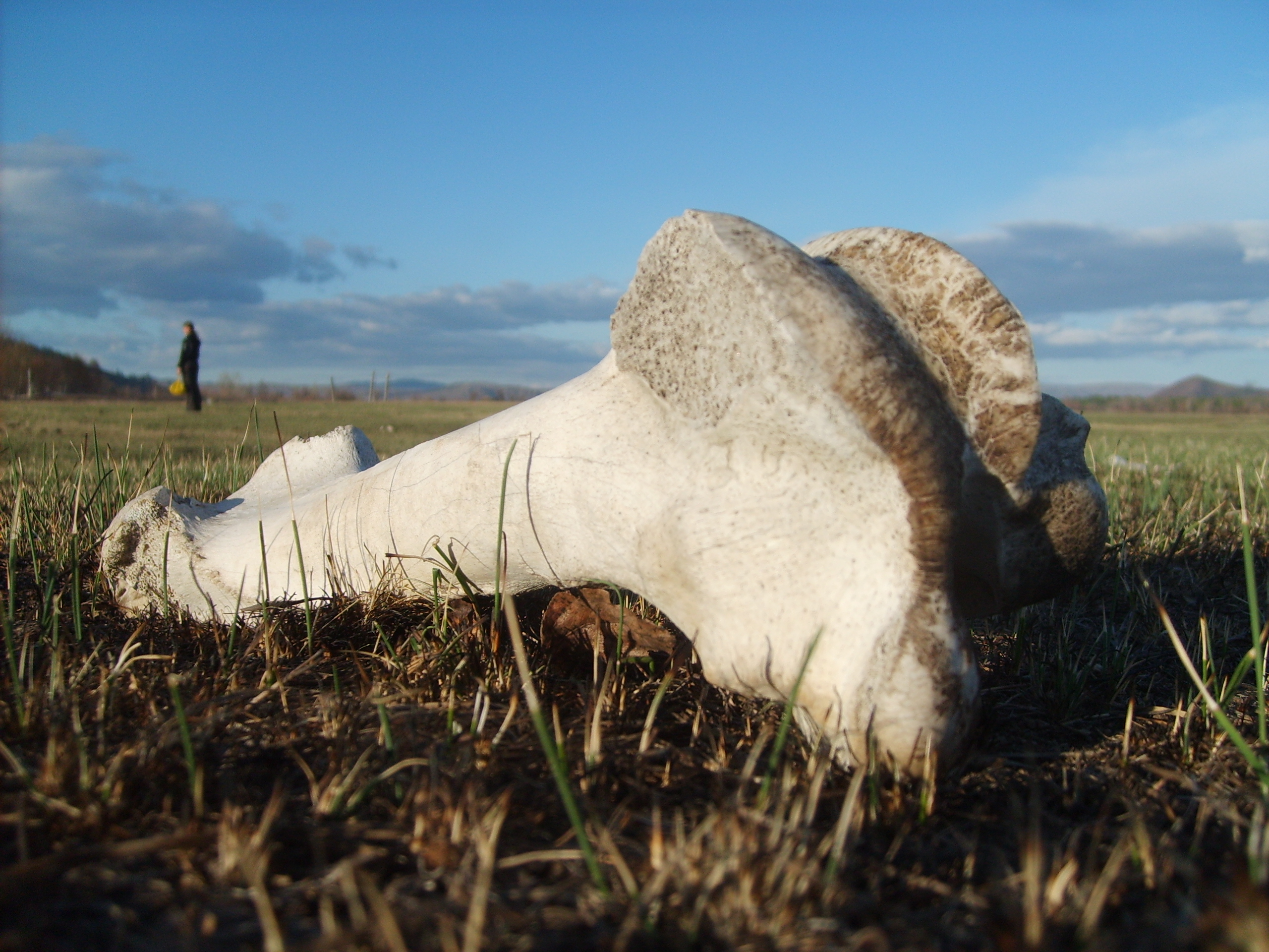 Bone in Mongolian steppe | Copyright-free photo (by M. Vorel) | LibreShot