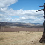 Burned tree in Mongolia Burned tree in Mongolia
