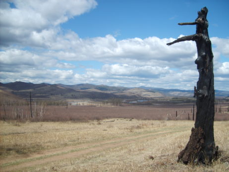 Burned tree in Mongolia Burned tree in Mongolia