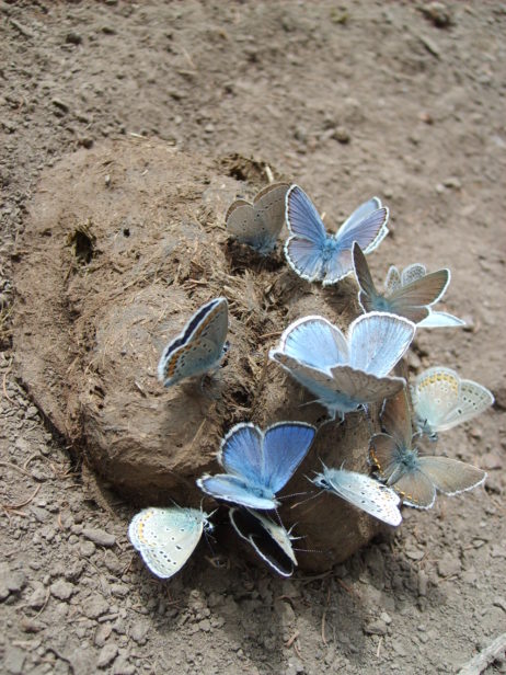 Photo of butterfly in Mongolia Photo of butterfly in Mongolia