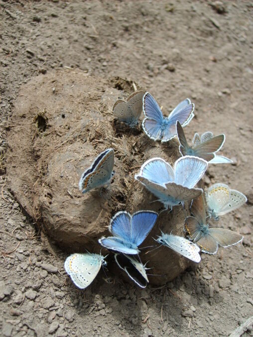 Foto de mariposa en Mongolia