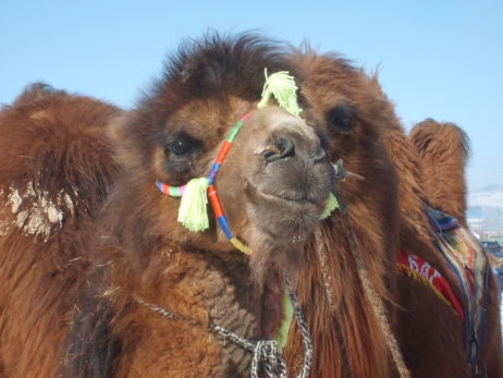 Mongolian racing camel Mongolian racing camel