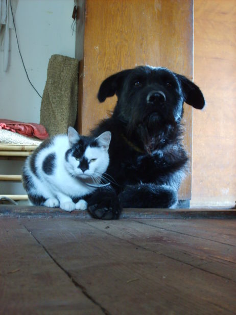 Dog and cat – best friends Dog and cat – best friends