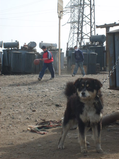 Dog in Ulaanbaatar Dog in Ulaanbaatar