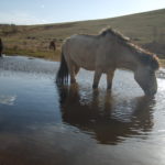 Drinking horse