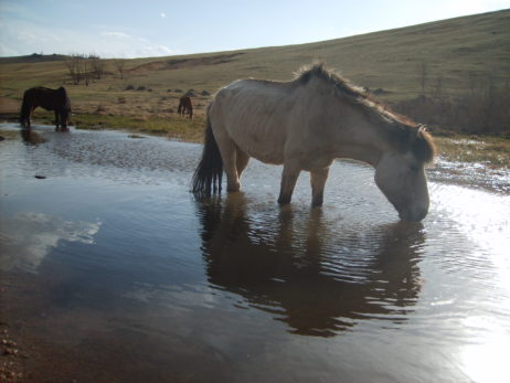 Drinking horse in Mongolia Drinking horse in Mongolia