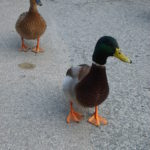 Ducks walking