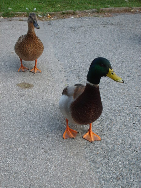 Walking ducks Walking ducks