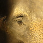 Elephant's eye Elephant's eye in Zoo Liberec