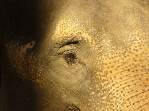 Olho de elefante