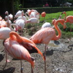 Flamingos in Zoo Dvůr Králove, Czech republic Flamingos