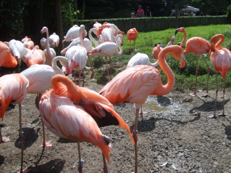Flamingos in Zoo Dvůr Králove, Czech republic Flamingos in Zoo Dvůr Králove, Czech republic