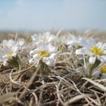 Flowers in Mongolian steppe Flowers in Mongolian steppe