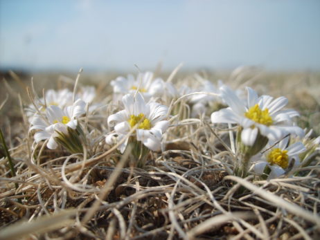 Flowers in Mongolian steppe Flowers in Mongolian steppe