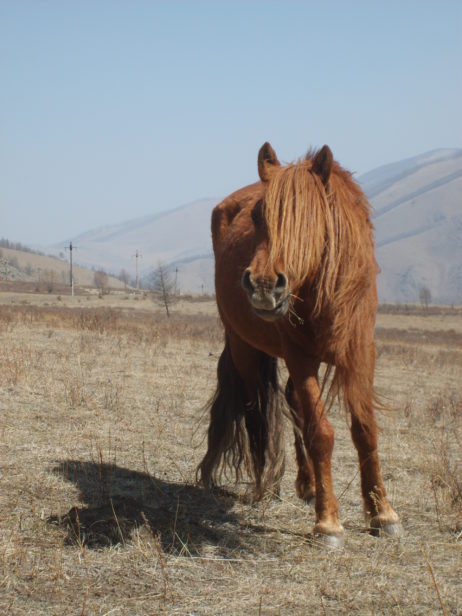 Horse in Mongolia Horse in Mongolia