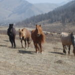 Horses in Mongolia