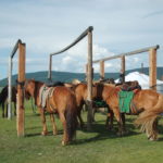 Tethered horses in Mongolia Tethered horses in Mongolia