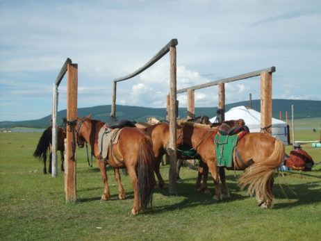 Tethered horses in Mongolia Tethered horses in Mongolia