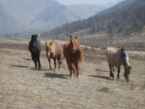 Photo of horses in Mongolia Photo of horses in Mongolia