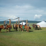 Tethered horses in Mongolia Tethered horses in Mongolia