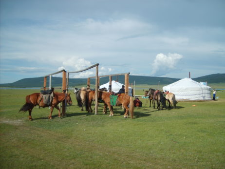 Tethered horses in Mongolia Tethered horses in Mongolia