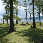 Woods on the lake Khövsgöl Woods on the lake Khövsgöl